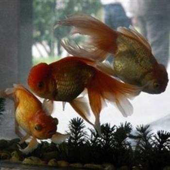 <b>Aquarium at Ho Chi Minh's house in Hanoi</b>