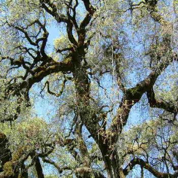 <b>Napa Valley Tree</b>
