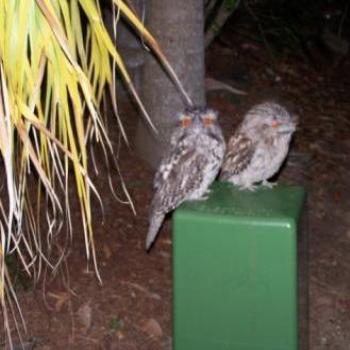 <b>Two owl lovers </b>