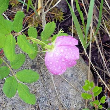 <b>wild rose near Jasper - provincial flower of Alberta</b>
