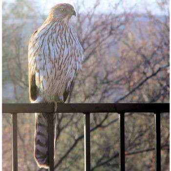<b>Cooper's Hawk on my fence - Tucson</b>