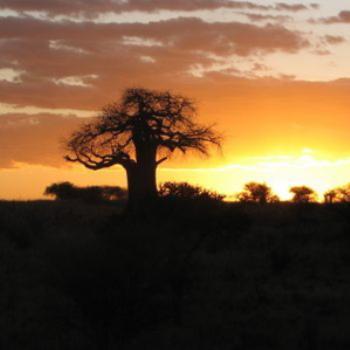 <b>Sunset on Baobab Tree Tanzania</b>
