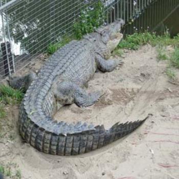<b>Croc</b>