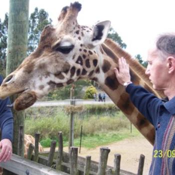 <b>Up Close with a Giraffe, Orana Park, Christchuch, NZ</b>