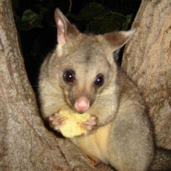 <b>possums at Maidens Inn Caravan Park, Moama NSW</b>