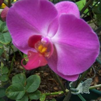 <b>First attempt at orchids, Sandra</b>