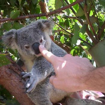 <b>"Follow My Finger"-zoo keeper confusing koala at Alma Park Zoo, Brisbane</b>