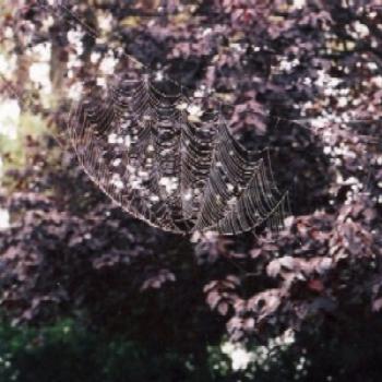 <b>Spider webb, Dubbo</b>