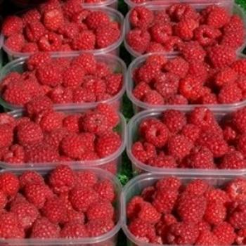 <b>Raspberries in Bergen, Norway Open Market</b>