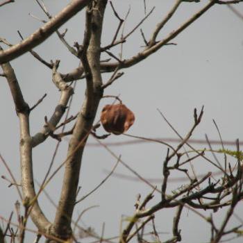 <b>jacaranda seed pod  Kate/Sydney</b>
