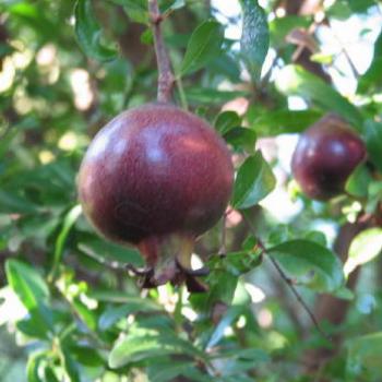 <b>pomegranate Kate/Sydney</b>
