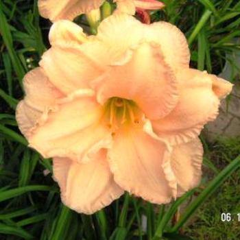 <b>Daylily</b>