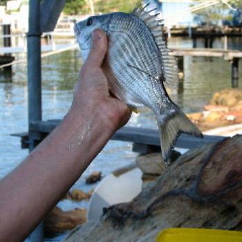 <b>Bream for dinner Kate/Syney</b>