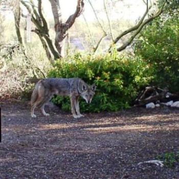 <b>Coyote Sneaking through yard in Tucson, Arizona</b>