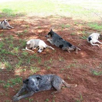 <b>So lets have a few camp dogs - trying to keep cool in the sweltering tropical build-up! They look like wrecks themselves.</b> <b>So lets have a few camp dogs - trying to keep cool in the sweltering tropical build-up! They look like wrecks themselves.</b>