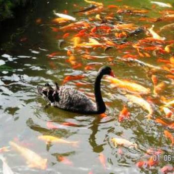 <b>Swan & Goldfish Byodo In Temple</b>