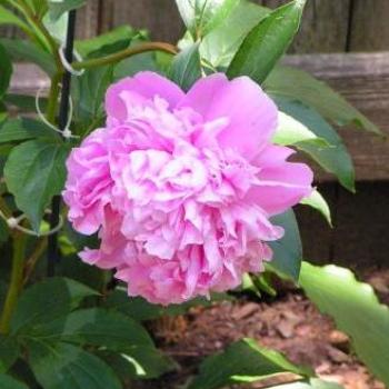 <b>Peony Sue/OK</b>