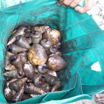 <b>Cockles and Mussells a live alive -oh. In local terms Mud mussells and longbum Local name for the long shellfish). These were destined for the coals of the campfire that evening. Tiwi Islands NT. </b> <b>Cockles and Mussells a live alive -oh. In local terms Mud mussells and longbum Local name for the long shellfish). These were destined for the coals of the campfire that evening. Tiwi Islands NT. </b>