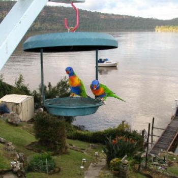 <b>lorikeets Kate/Syney</b>