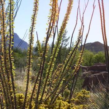 <b>Desert Museum in Tucson, Arizona</b>