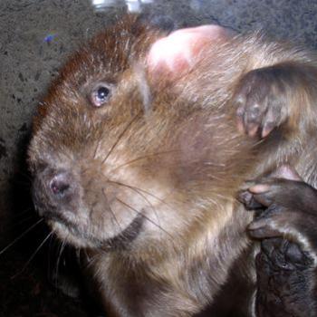 <b>Beaver objecting to another photo by Wilodene</b>