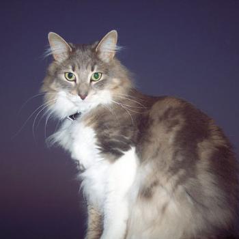 <b>Smokey</b>