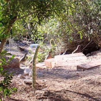 <b>Gambels Quail in Tucson, Arizona</b>