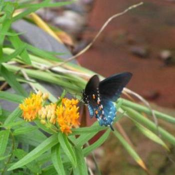 <b>Butterfly</b>