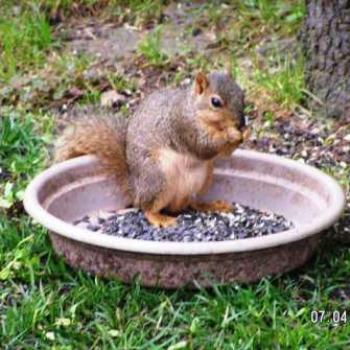 <b>Squirrel Having Breakfast</b>