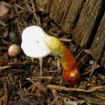 <b>Strange Mushroom</b>