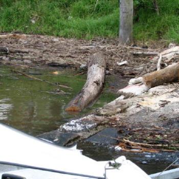 <b>logs at the boat ramp Kate/Syney</b>