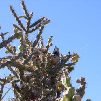 <b>Cactus Wren in Tucson, Arizona</b>