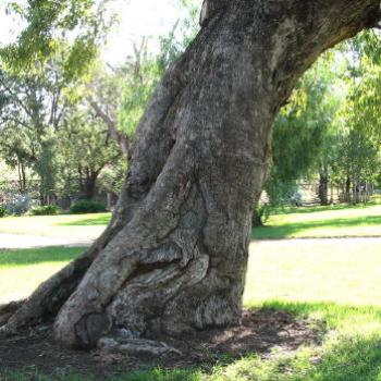 <b>gnarled  Kate/Sydney</b>