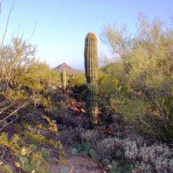 <b>Desert Museum in Tucson, Arizona</b>