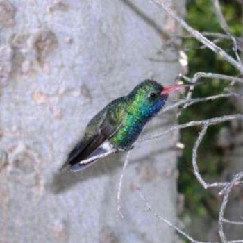 <b>Broad Billed Hummingbird in Tucson, Arizona</b>
