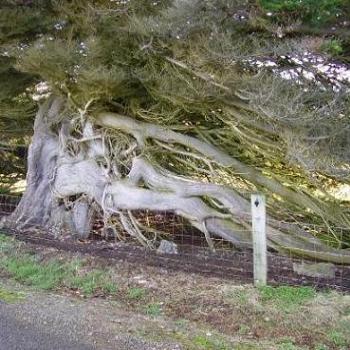 <b>Wind blown coastal tree, Invercargill NZ</b>
