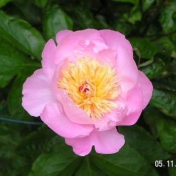 <b>Peony  Sue/OK</b>