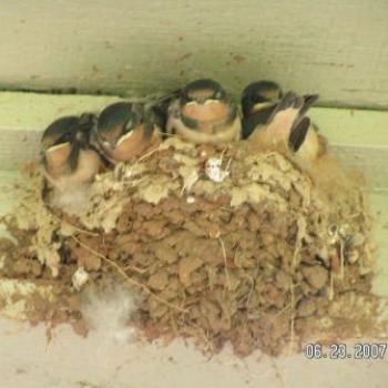 <b>5 Baby Birds</b>
