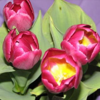 <b>Tulips Kate/Sydney</b>