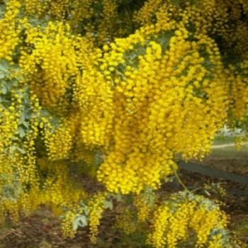<b>Wattle</b>