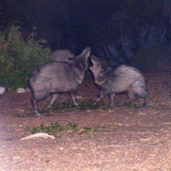 <b>Javelinas at night in Tucson, Arizona, backyard</b>