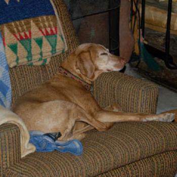 <b>Judy's dog Sadie, a Viszla, in her favorite spot</b>