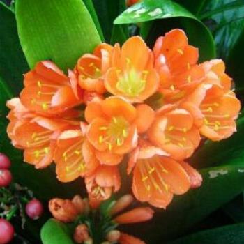 <b>Clivia</b>