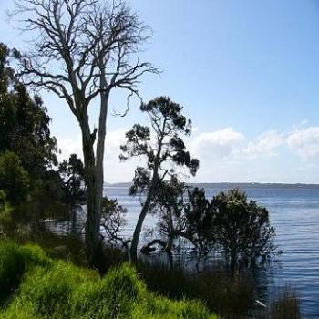 <b>Trees on edge of lagoon near Albany (Anne)</b>