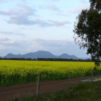 <b>Canola Crop near the Stirling Ranges, Albany (Anne)</b>