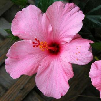 <b>Pink Flower</b>