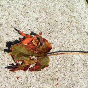 <b>Old Leaf</b>