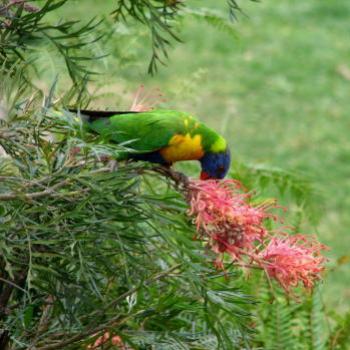 <b>rainbow lorikeet  Kate/Sydney</b>