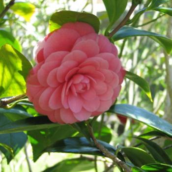 <b>camelia Kate/Sydney</b>