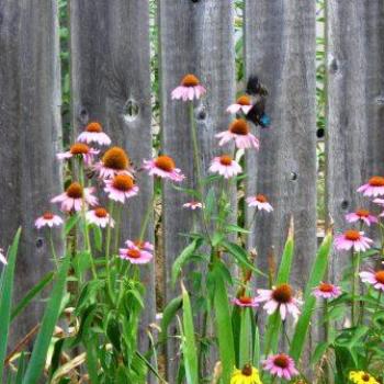 <b>Cone Flower  Sue/OK</b>